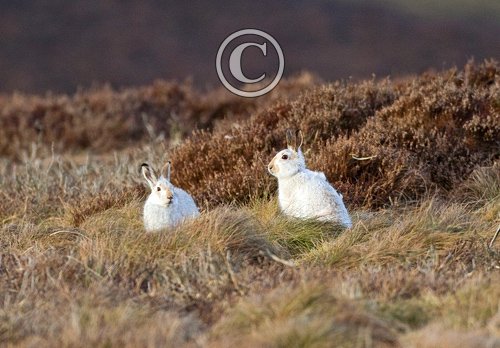 Pair of Mountain or Blue Hares DM0747